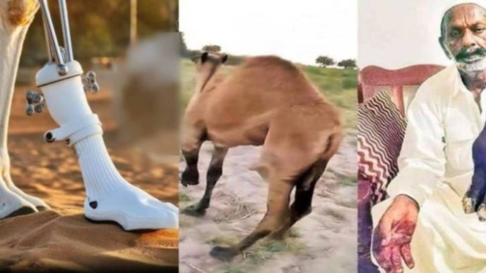 sindh govt assures funding for prosthetic leg for sanghar camel 1718690786 8111