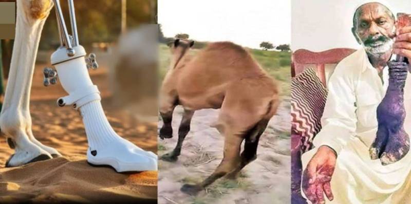 sindh govt assures funding for prosthetic leg for sanghar camel 1718690786 8111